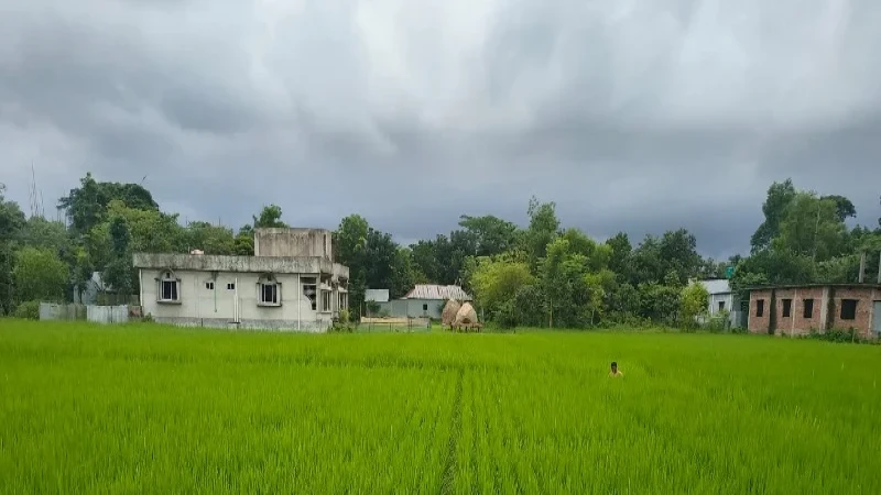 আখাউড়ায় আউশ ধানের বাম্পার ফলনের আশায় কৃষকরা