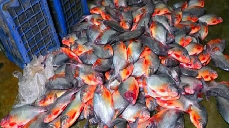 কোটালীপাড়ায় ১৭০ কেজি পিরানহা মাছ জব্দ, আড়তদারকে জরিমানা