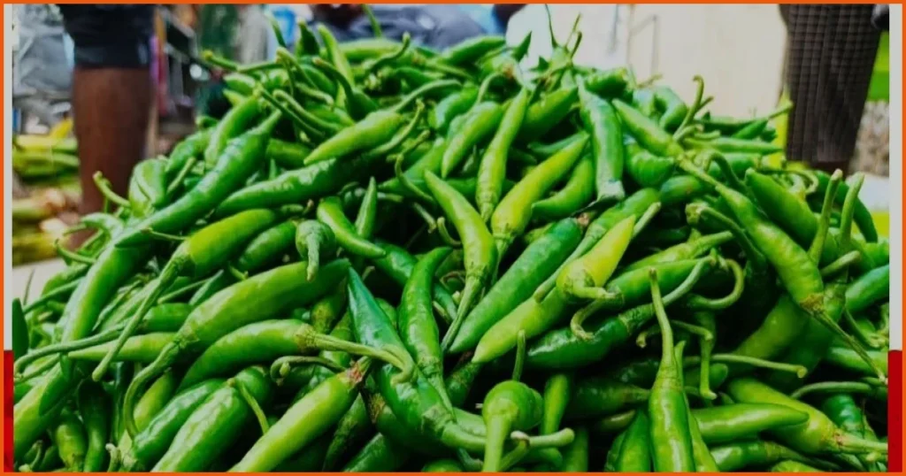 দিনাজপুরের বীরগঞ্জে কাঁচা মরিচের দাম ৩০০ টাকা ছাড়াল