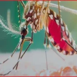 দেশে ডেঙ্গুতে মৃত্যু অর্ধশত, জুলাইয়েই প্রাণ গেল ৩২ জনের
