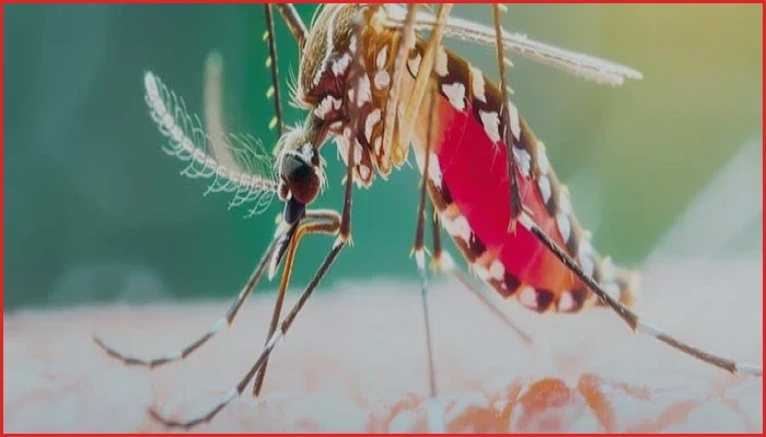 দেশে ডেঙ্গুতে মৃত্যু অর্ধশত, জুলাইয়েই প্রাণ গেল ৩২ জনের