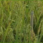 হাওরাঞ্চলের কৃষিতে নতুন আশার আলো ব্রি ধান-১১৮