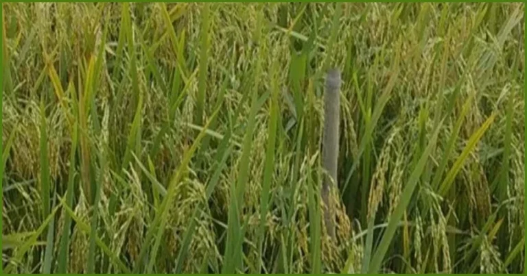 হাওরাঞ্চলের কৃষিতে নতুন আশার আলো ব্রি ধান-১১৮