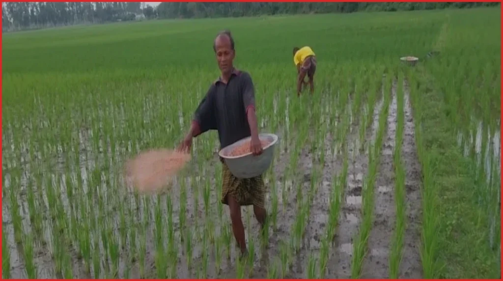 ক্ষেতলালে বাড়তি দামে বিক্রি হচ্ছে সার, বিপাকে আমন চাষিরা