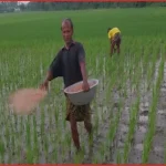 ক্ষেতলালে বাড়তি দামে বিক্রি হচ্ছে সার, বিপাকে আমন চাষিরা