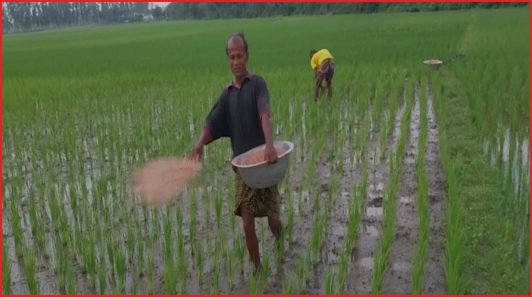 ক্ষেতলালে বাড়তি দামে বিক্রি হচ্ছে সার, বিপাকে আমন চাষিরা