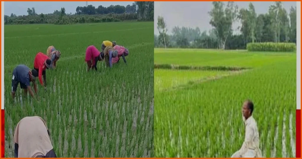 চাঁপাইনবাবগঞ্জে আমন ধানের আগাছা পরিচর্যায় ব্যস্ত কৃষক