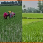 চাঁপাইনবাবগঞ্জে আমন ধানের আগাছা পরিচর্যায় ব্যস্ত কৃষক