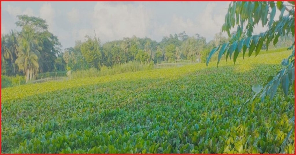 চিতলমারীতে শুকিয়ে যাচ্ছে বলেশ্বর নদী, চরম দুর্ভোগে হাজারো কৃষক