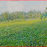 চিতলমারীতে শুকিয়ে যাচ্ছে বলেশ্বর নদী, চরম দুর্ভোগে হাজারো কৃষক