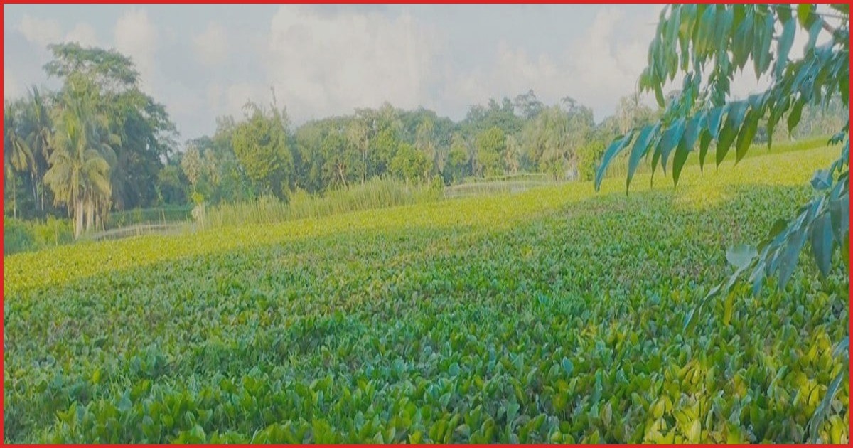 চিতলমারীতে শুকিয়ে যাচ্ছে বলেশ্বর নদী, চরম দুর্ভোগে হাজারো কৃষক