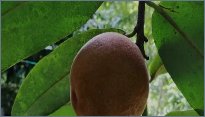 পরিচর্যার অভাবে হারিয়ে যাচ্ছে বোয়ালমারীর সুস্বাদু বিলাতি গাব