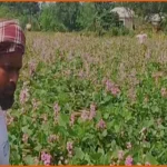 পাবনার আটঘরিয়ায় আগাম শিম চাষে কৃষকের মুখে হাসির ঝিলিক
