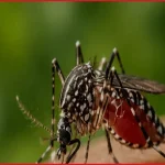 বিশ্ব মশা দিবস আজ: মশাবাহিত রোগ প্রতিরোধে সচেতনতার আহ্বান