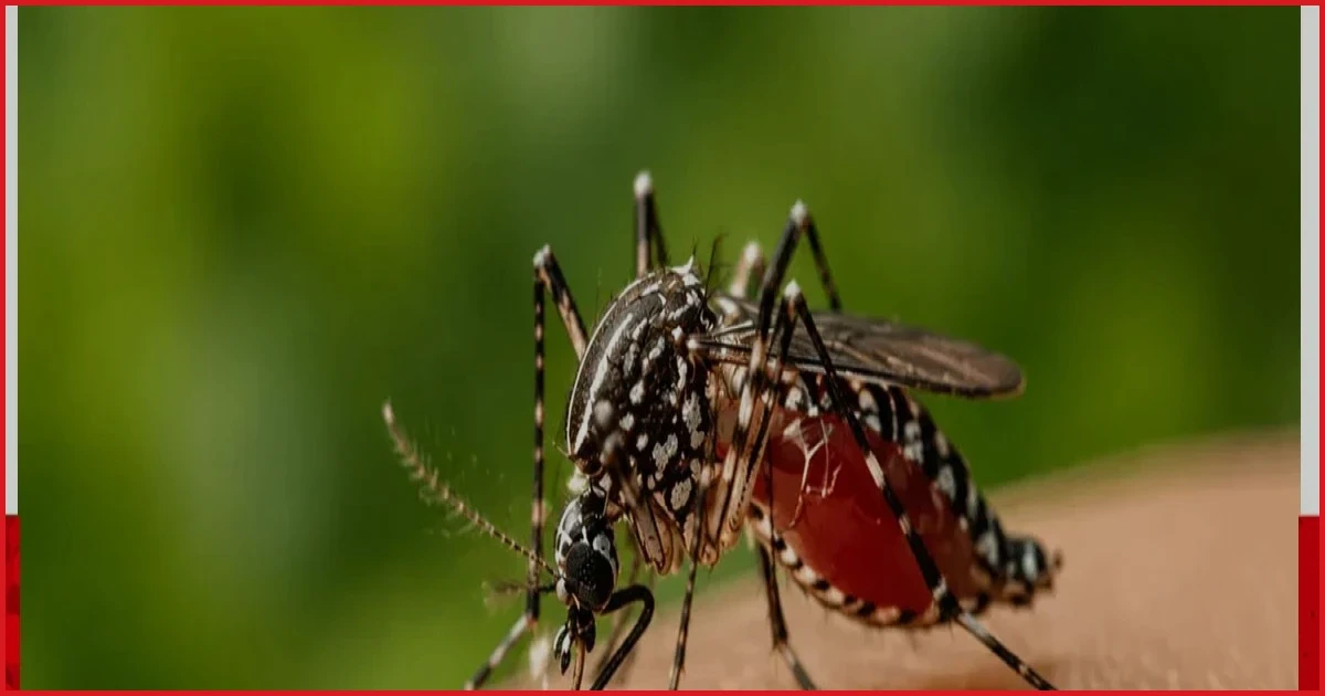 বিশ্ব মশা দিবস আজ: মশাবাহিত রোগ প্রতিরোধে সচেতনতার আহ্বান