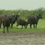 ভোলার চরাঞ্চলে মহিষ চুরির হিড়িক: ৬ মাসে খোয়া গেল ৩০০ মহিষ