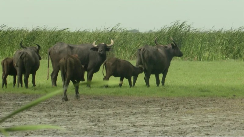 ভোলার চরাঞ্চলে মহিষ চুরির হিড়িক: ৬ মাসে খোয়া গেল ৩০০ মহিষ