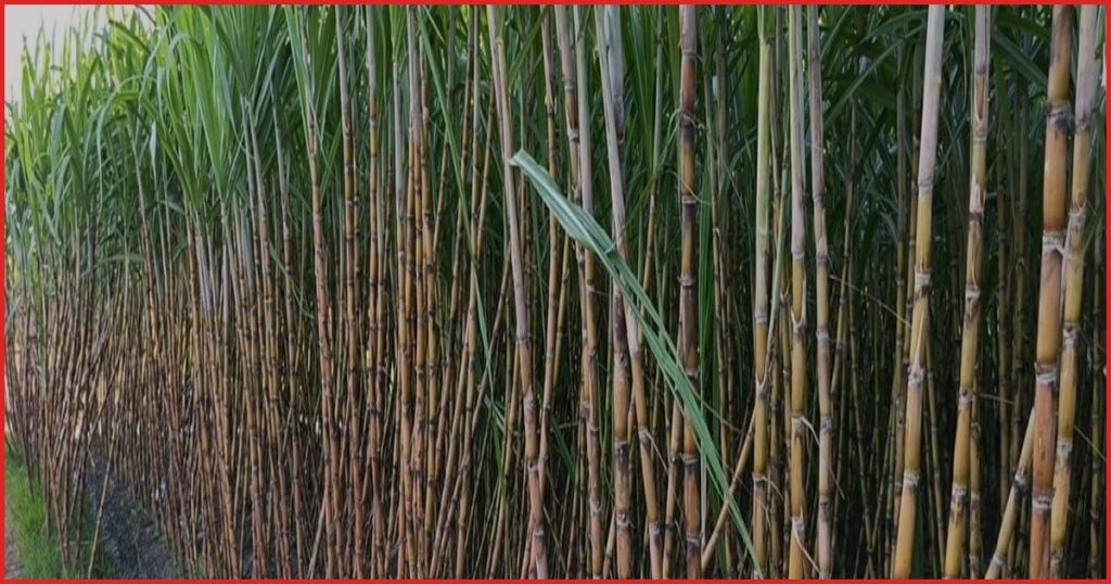 সরকারি সহযোগিতার অভাবে মুকসুদপুরে কমছে আখের চাষ