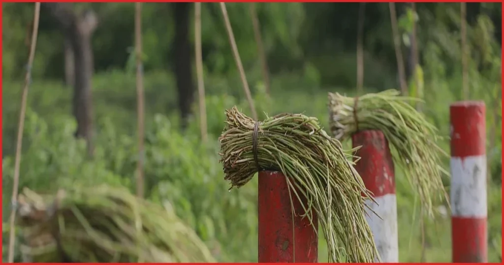 সিলেটের চা-বাগানের টিলায় জন্মানো ‘টিলার লতা’ বিক্রি করছেন শ্রমিকেরা