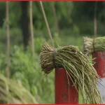 সিলেটের চা-বাগানের টিলায় জন্মানো ‘টিলার লতা’ বিক্রি করছেন শ্রমিকেরা