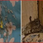 উইপোকার উপদ্রব: কুমিল্লা সার্কিট হাউস ছাড়লেন বিরোধীদলীয় উপনেতা
