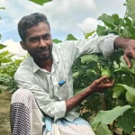 একই জমিতে বেগুন ও লাউ চাষ করে সফল সিরাজগঞ্জের লিটন