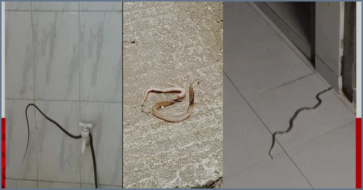 গোবিপ্রবির হলে সাপের উপদ্রব, নেই অ্যান্টিভেনম