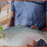 পাথরঘাটায় ১৭ হাজার টাকায় বিক্রি হলো বিশাল আকৃতির রাজা ইলিশ