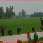 বজ্রপাত ও পরিবেশ রক্ষায় দিনাজপুরে ৩০ হাজার তালবীজ রোপণ করছে আনসার-ভিডিপি