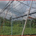 রাজশাহীতে ২৫ কোটির পলিনেট হাউস প্রকল্প ব্যর্থ, সাফল্যের বানোয়াট গল্পের অভিযোগ