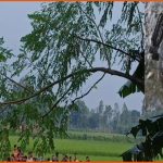 সৈয়দপুরে পুকুরে মিলল সক্রিয় গ্রেনেড, নিষ্ক্রিয় করতে র‍্যাবের ইউনিট